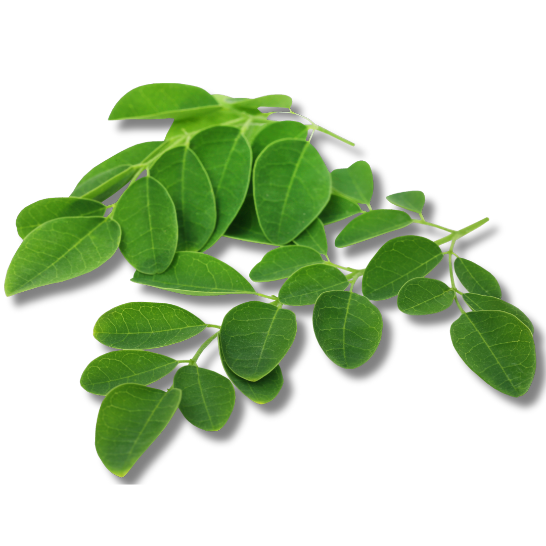 MORINGA (Feuilles)